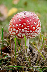 red mushroom