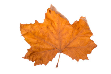 Naklejka na ściany i meble Maple-leaf