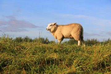 Wooly sheep grazing in the field.