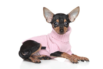 Russian Toy Terrier puppy