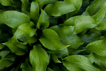 Fototapeta premium Droplets of water onto the green leaf