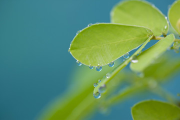 Droplets of water onto the green leaf