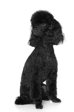 Black Poodle sits on white background