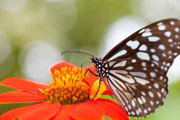 Fototapeta na wymiar Closeup Motyl na kwiat