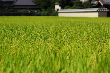 Rice field-7