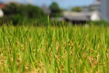 Rice field-6