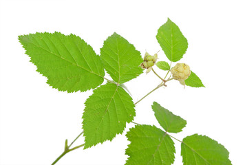 Young unripe blackberries