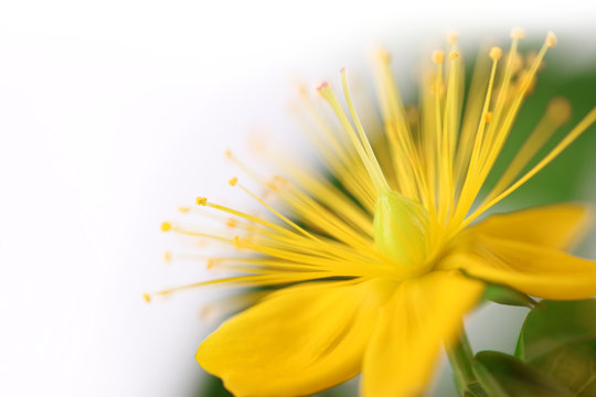 Serie Heilkr&auml;uter - Johanniskrautbl&uuml;te
