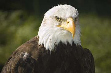 Fototapeta premium Bald eagle