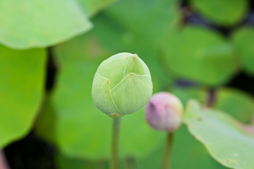 close up to lotus