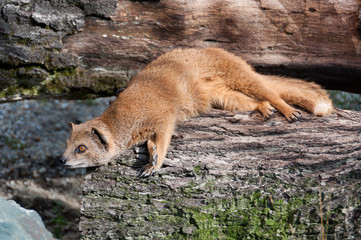Yellow Mongoose Cynictis penicillata
