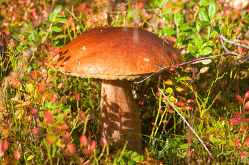 Edible mushroom (Leccinum) in autumn forest