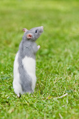 rat