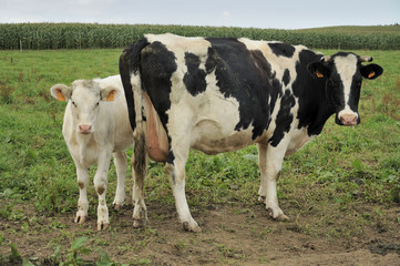 calf and cow on grass,  ardennes