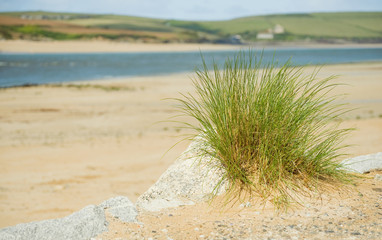beach and waters edge vegetation landscape