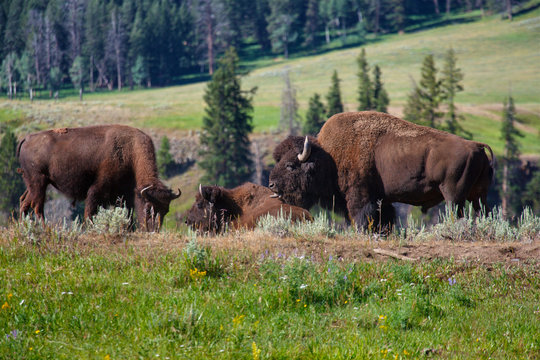 bisont in yellowstone