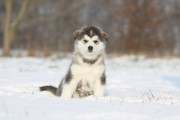 chien nordiquie assis dans la neige
