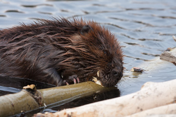 Wild beavers © Gail Johnson