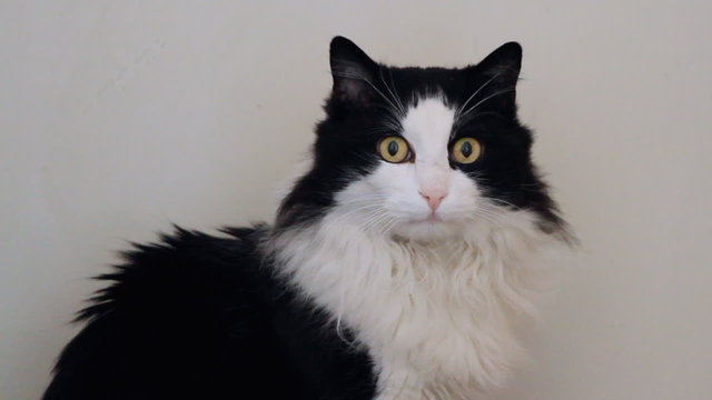 Cat posing and mewing