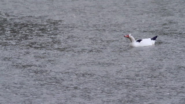 Duck swiming in pond at rainy day