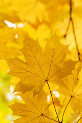Naklejka na ściany i meble Leaves autumn maple tree