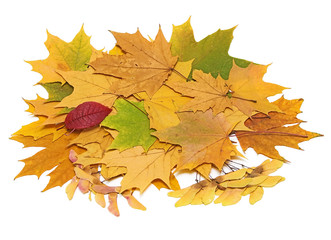 Autumn still life with leaves