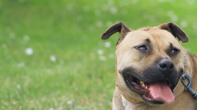 A cute dog stand and look around