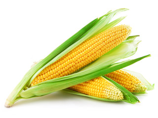 An ear of corn isolated on a white background