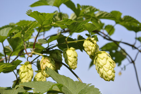 ARBUSTO DI LUPPOLO IN FIORE