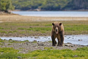Obraz premium Küstenbraunbär in Katmai Alaska wildlife