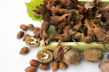 Hazelnut and walnuts