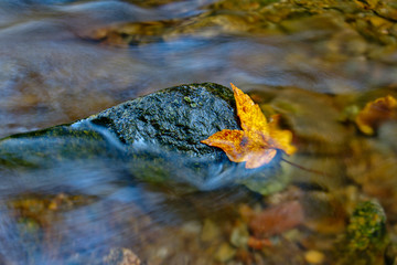 Ahornblatt im Wasser - Herbst