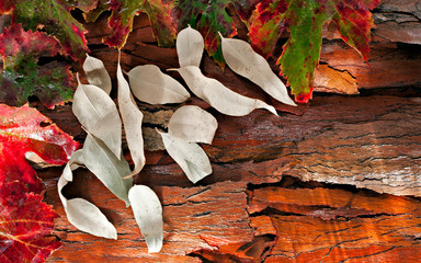Colorful wet autumn leaves and pods arranged on stripped bark.
