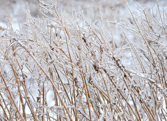 Fototapeta premium winter background