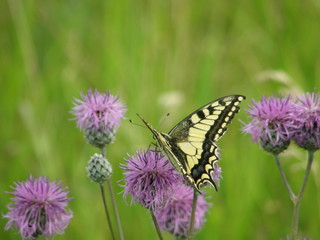 Swallowtail butterfly (Papilio machaon) on a burdock flower