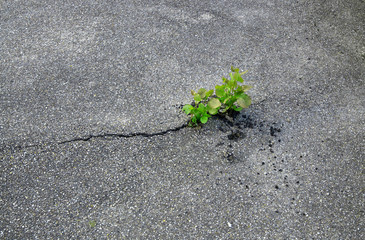 plant break through the asphalt