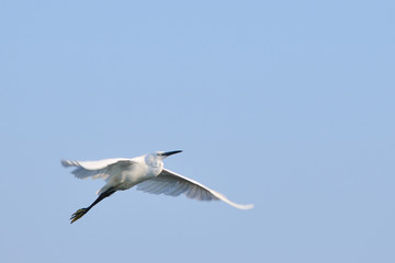 Little egret (Egretta Garzetta) flying against blue sky