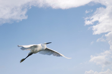 Little egret flying against blue sky with clouds
