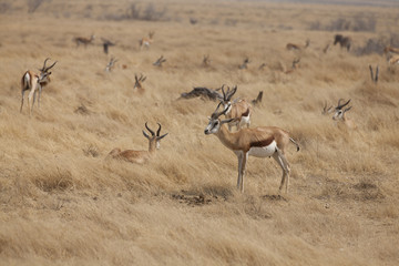 Fototapeta premium Mandria di Springboks