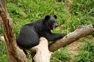 asiatic black bear