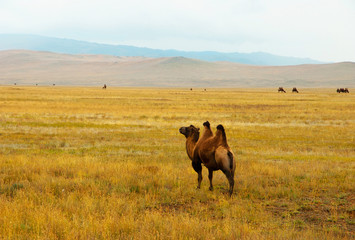Camel