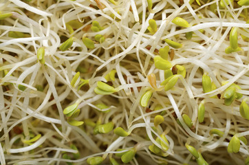 alfalfa sprouts