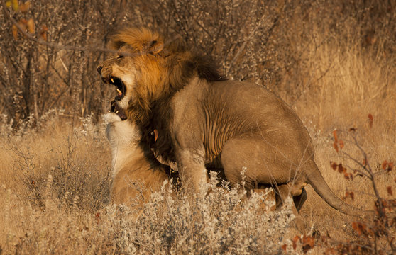 Accoppiamento tra Leoni 3