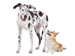 Harlequin Great Dane and aPembroke Welsh Corgi dog