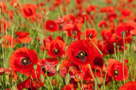 Red poppies