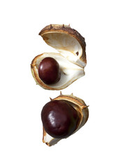 Split in half prickly fruit of the horse chestnut