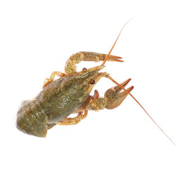 crawfish on white background
