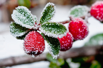 winter holly berrie