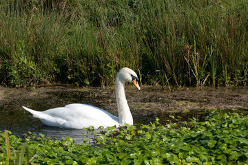 Swan entering pond-weed