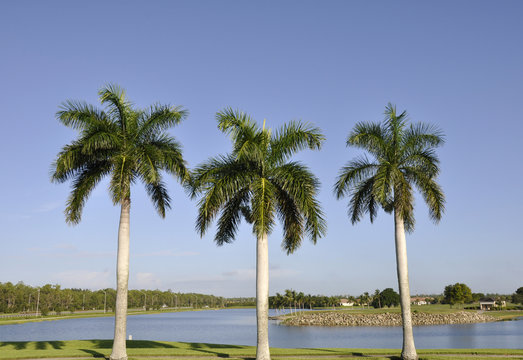 three palm trees